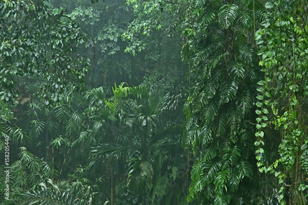 Obraz Rainfall in the jungle
