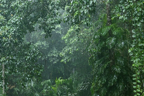 Fototapeta Rainfall in the jungle 2