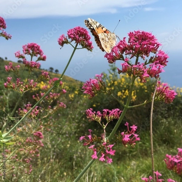 Obraz flora e fauna della costa ligure
