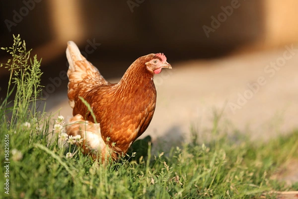 Obraz Bauernhof Henne