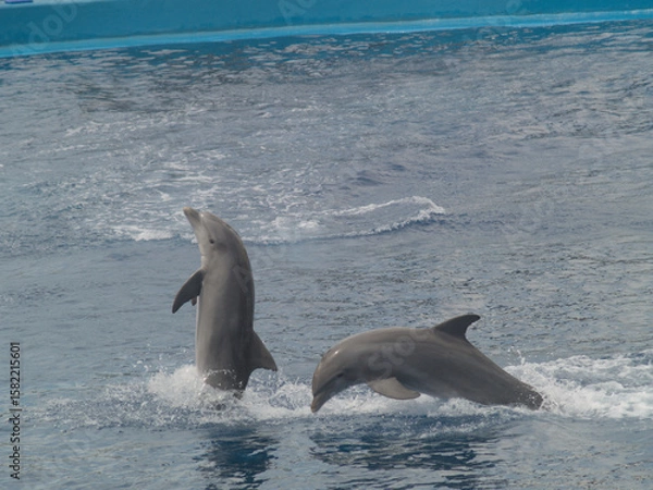 Obraz Dolphin Ballet