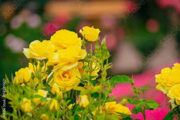 Obraz 神代植物公園に咲く黄色のバラ