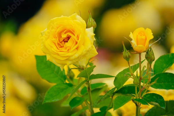 Obraz 神代植物公園に咲く黄色のバラ