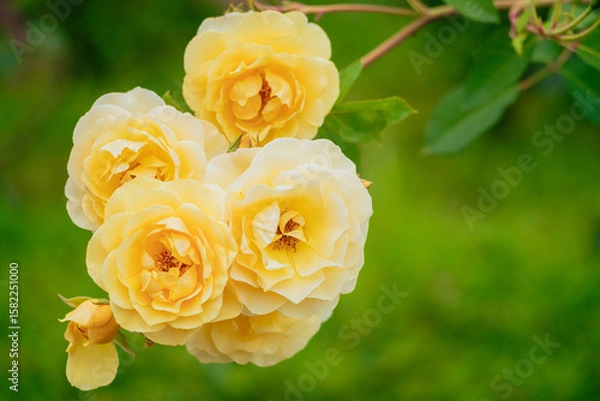 Obraz 神代植物公園に咲く黄色のバラ