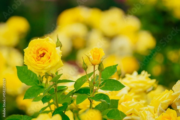 Obraz 神代植物公園に咲く黄色のバラ