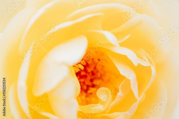 Obraz 神代植物公園に咲く黄色のバラ