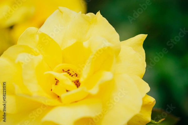 Obraz 神代植物公園に咲く黄色のバラ