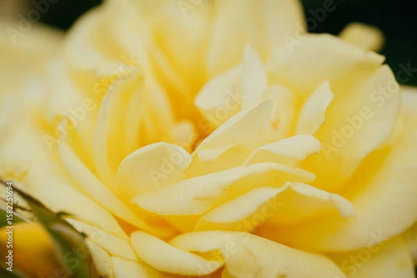 Obraz 神代植物公園に咲く黄色のバラ