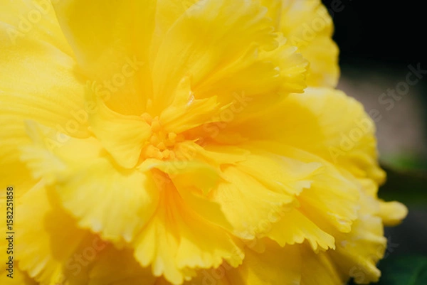 Obraz 神代植物公園に咲く黄色のバラ