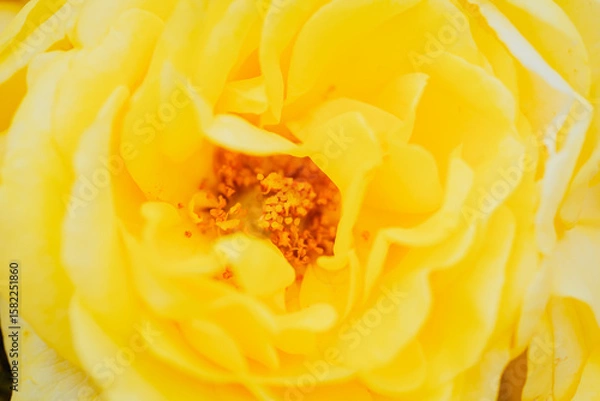 Obraz 神代植物公園に咲く黄色のバラ