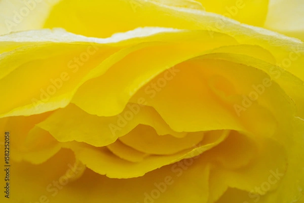 Obraz 神代植物公園に咲く黄色のバラ