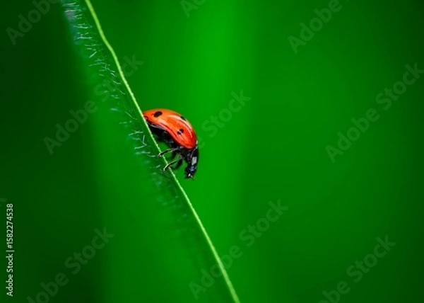 Fototapeta ladybug on leaf