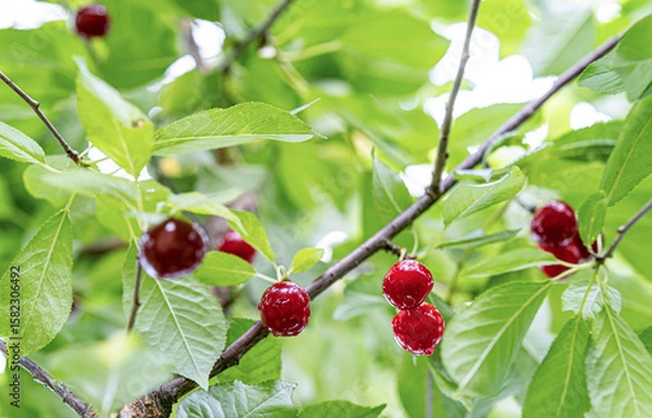 Fototapeta Close-up of ripe cherry fruit on a branch with green leaves after rain.
