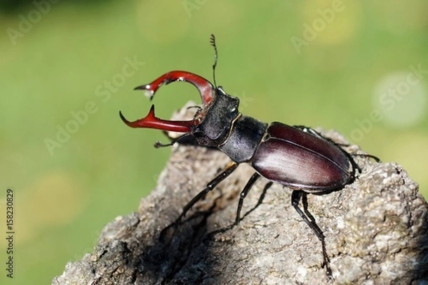 Fototapeta Hirschkäfer (Lucanus cervus)