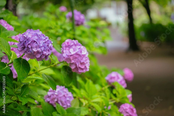 Fototapeta 小平あじさい公園に咲くピンク色のあじさい