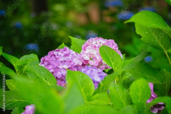 Obraz 小平あじさい公園に咲くピンク色のあじさい