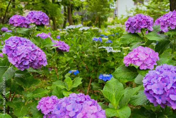 Obraz 小平あじさい公園に咲くピンク色のあじさい