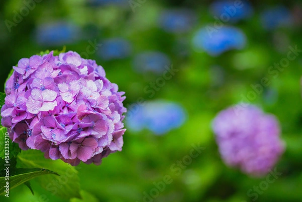 Fototapeta 小平あじさい公園に咲くピンク色のあじさい