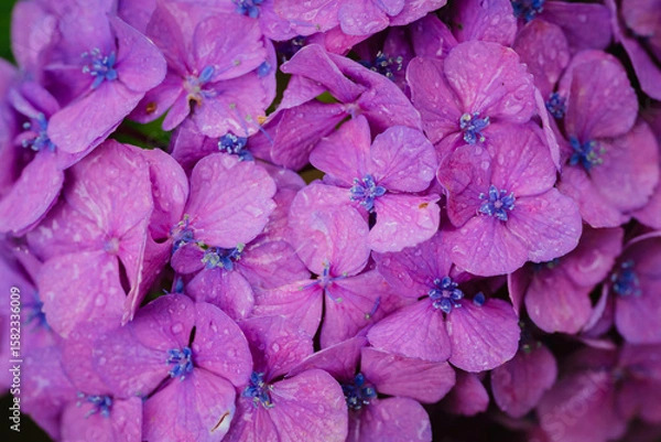 Fototapeta 小平あじさい公園に咲くピンク色のあじさい
