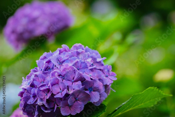 Obraz 小平あじさい公園に咲くピンク色のあじさい