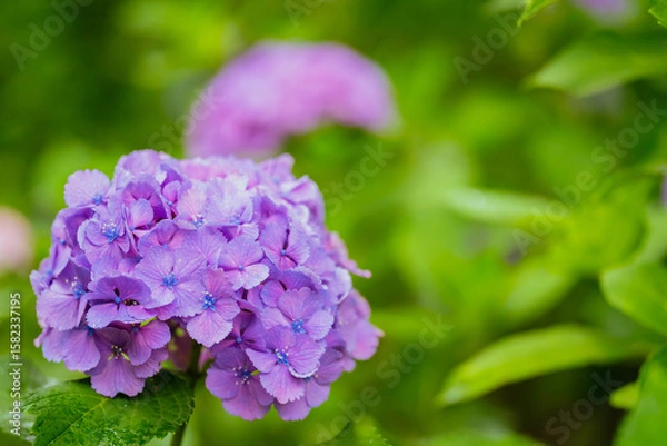 Obraz 小平あじさい公園に咲くピンク色のあじさい