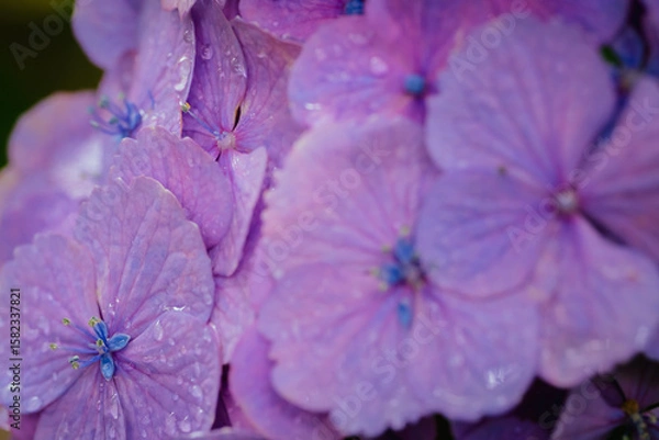 Obraz 小平あじさい公園に咲くピンク色のあじさい