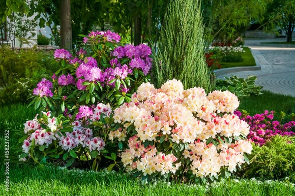 Obraz Blooming Rhododendron or Azalea in the Park