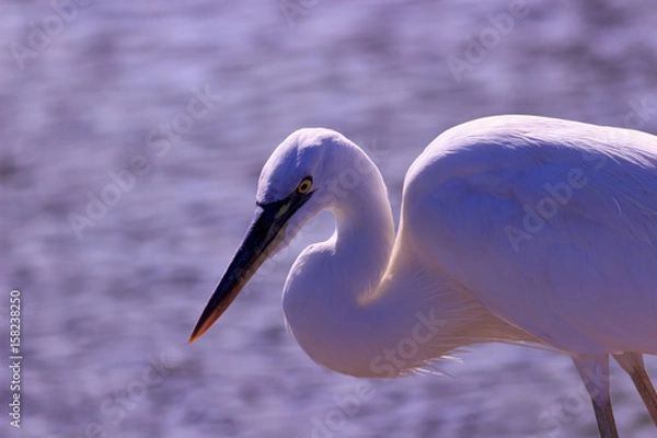 Obraz Great White Heron 2