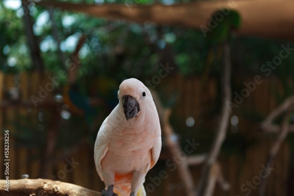 Obraz Cockatiel 2