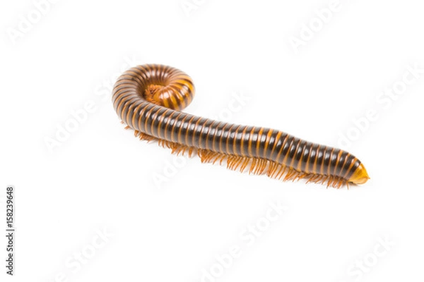 Fototapeta millipede