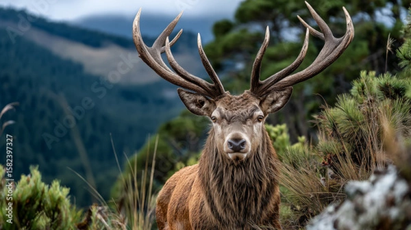 Obraz Majestic red deer stag with big antlers in the mountains