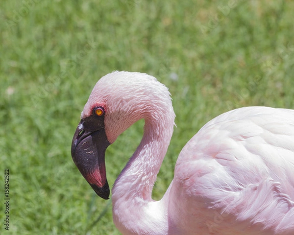 Fototapeta Flamingo 1