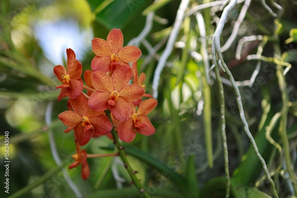 Obraz Orange Orchids