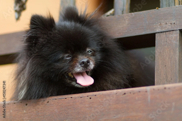 Obraz Closeup dogs are resting