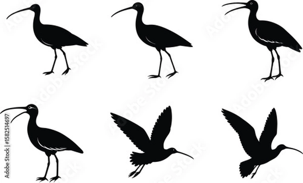 Obraz Curlew Silhouette Vector Illustration Set