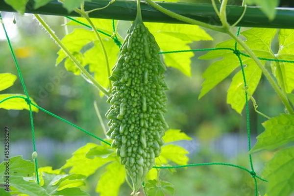 Obraz 畑のゴーヤ　ニガウリ