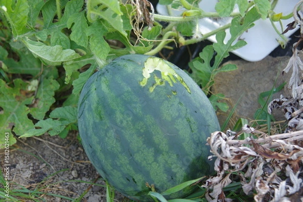 Obraz カラス被害にあったスイカ