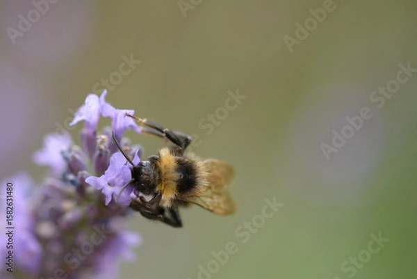 Fototapeta Bee On Summer Lavender