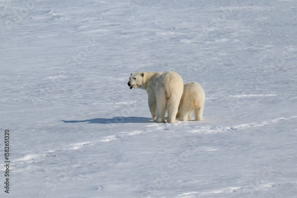 Obraz Polar bears in the Arctic