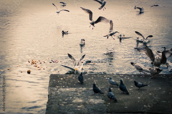 Fototapeta Bird Fighters