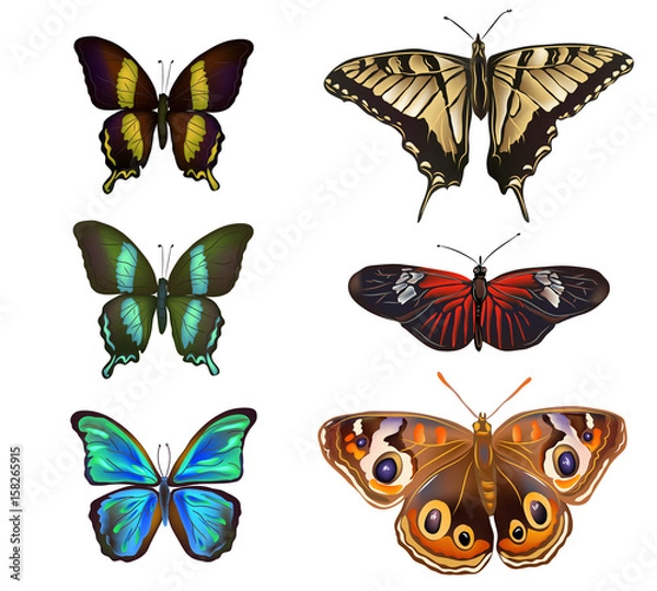 Fototapeta Collection of various kinds of butterflies, isolated on white background