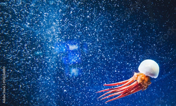 Fototapeta Jellyfish