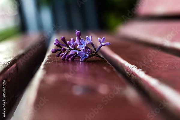 Obraz Lilac inflorescence  on the bench with bokeh