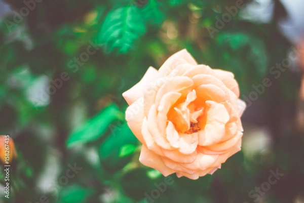 Fototapeta Pink Rose