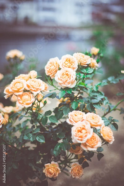 Fototapeta Yellow Rose