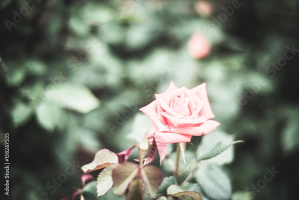 Fototapeta Light Pink Rose