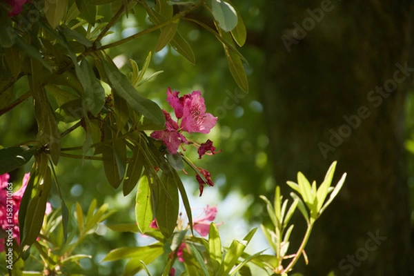 Obraz 東山植物園