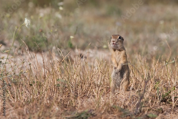 Obraz European ground squirrel