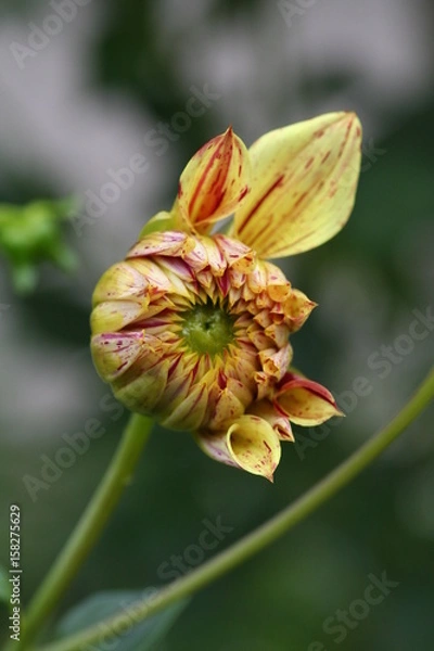 Obraz Dahlien Knospe