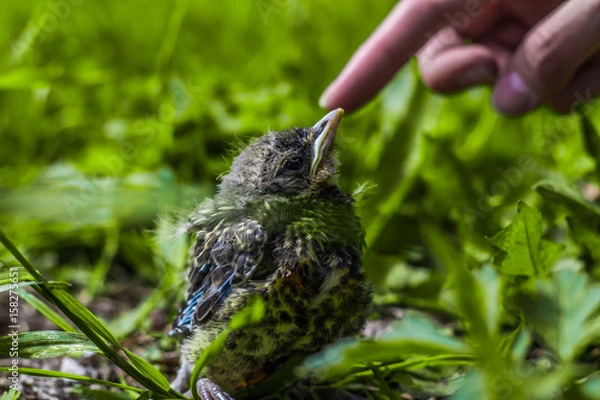 Obraz Nestling bird